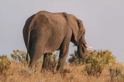 हाथी 4K वॉलपेपर · animals · 3840×2560