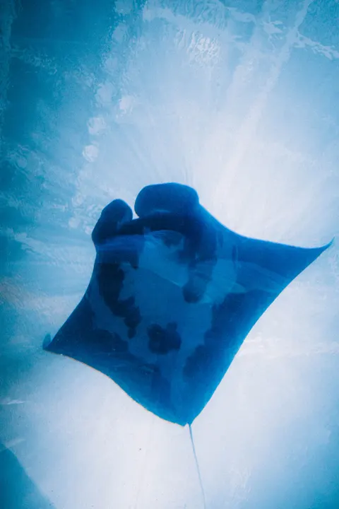 Fond d'écran mobile Bleu Sous-Marin · ocean_v · 1440×2160