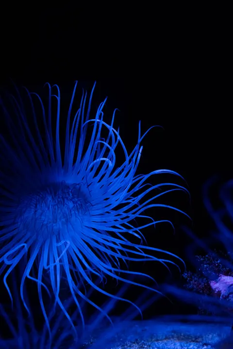Underwater Blue Phone Wallpaper · ocean_v · 1440×2160