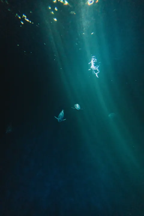 Unterwasserblau Handy-Hintergrundbild · ocean_v · 1440×2159