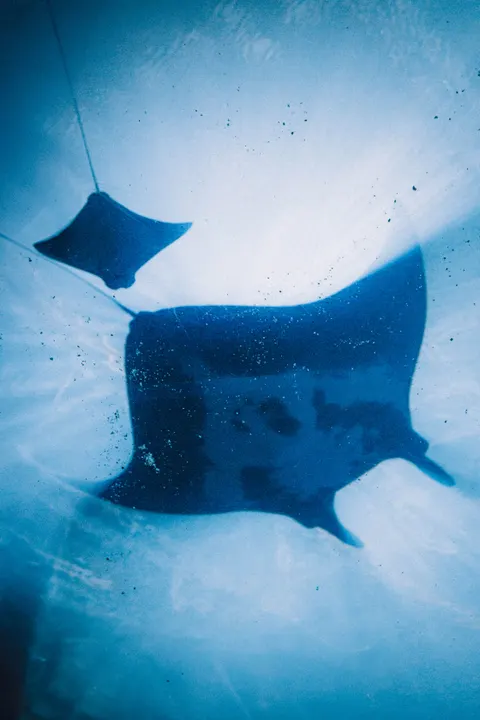 زرقة تحت الماء خلفية للجوال · ocean_v · 1440×2160