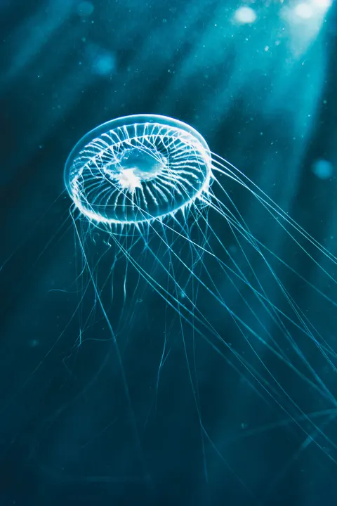 Unterwasserblau Handy-Hintergrundbild · ocean_v · 1440×2160