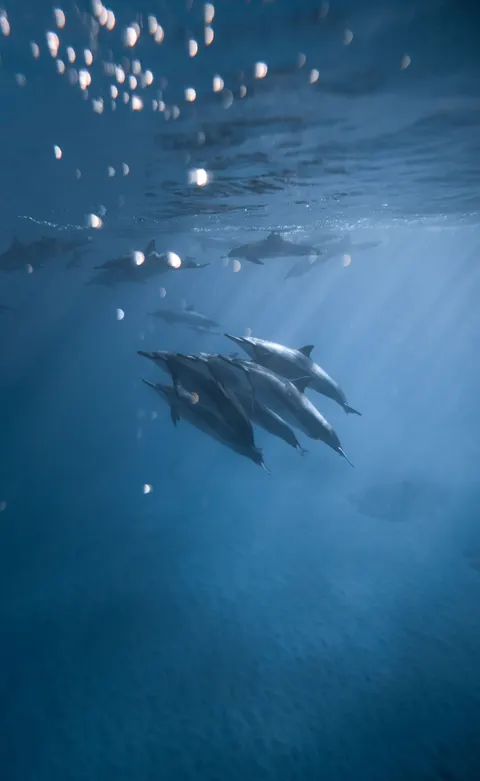 Underwater Blue Phone Wallpaper · ocean_v · 1440×2343