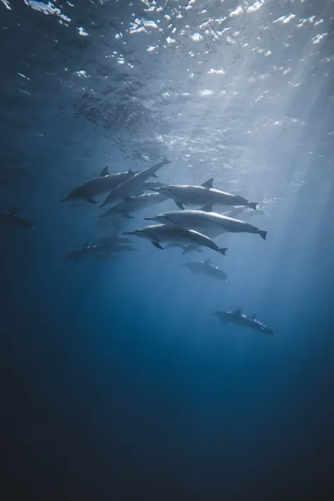 Underwater Blue Phone Wallpaper · ocean_v · 1440×2159
