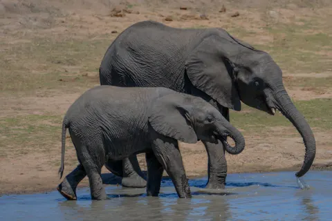 Sfondo Elefante 4K · animals · 3840×2563