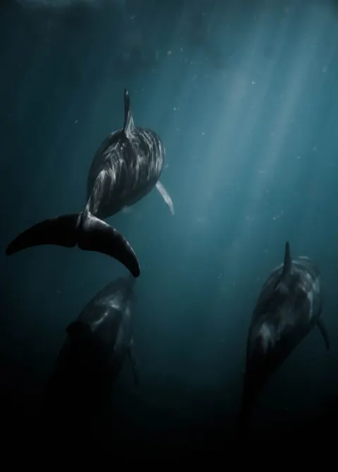 Blu Subacqueo Sfondo per Telefono · ocean_v · 1440×2015