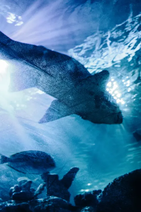 Underwater Blue Phone Wallpaper · ocean_v · 1440×2160