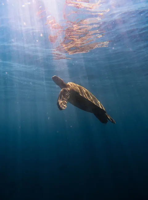Underwater Blue Phone Wallpaper · ocean_v · 1440×1943