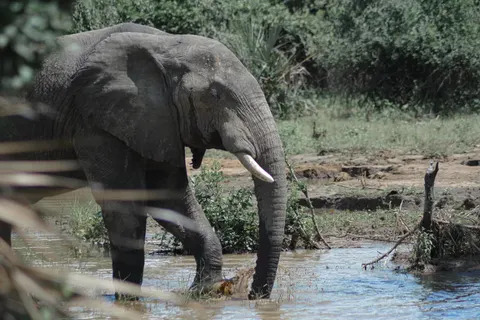 Elephant 4K Wallpaper · animals · 3840×2560