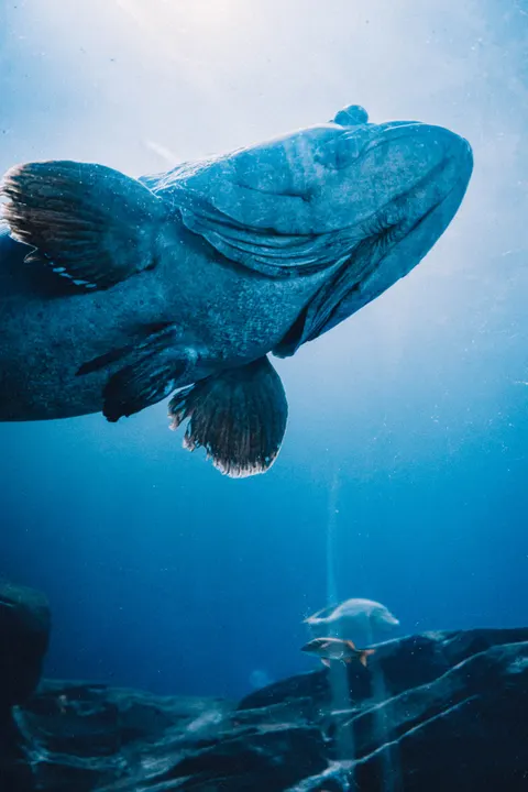 Underwater Blue Phone Wallpaper · ocean_v · 1440×2160