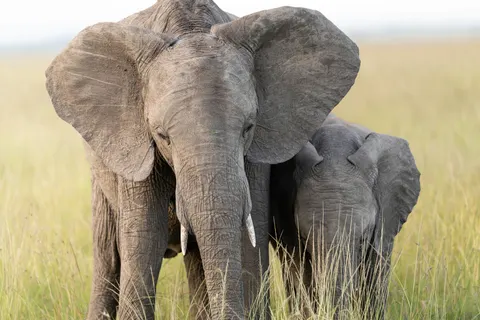 Olifant 4K-achtergrond · animals · 3840×2560