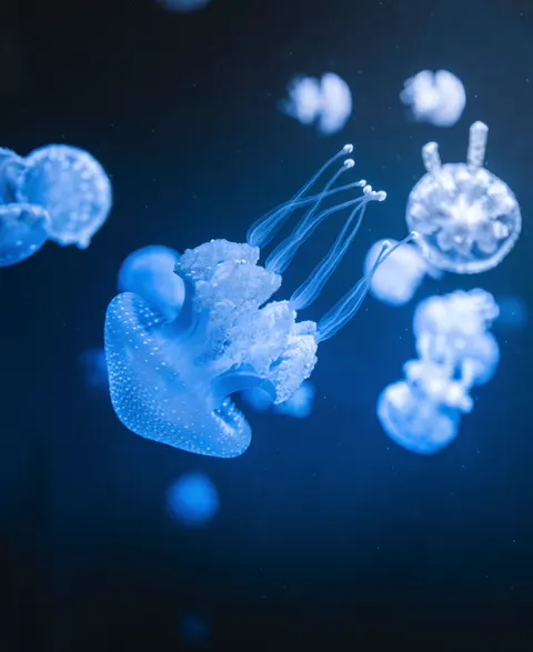 Underwater Blue Phone Wallpaper · ocean_v · 1440×1764