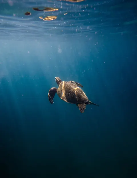 Underwater Blue Phone Wallpaper · ocean_v · 1440×1864