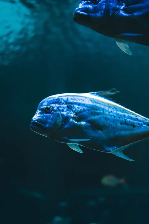 آبی زیر آب والپیپر موبایل · ocean_v · 1440×2160