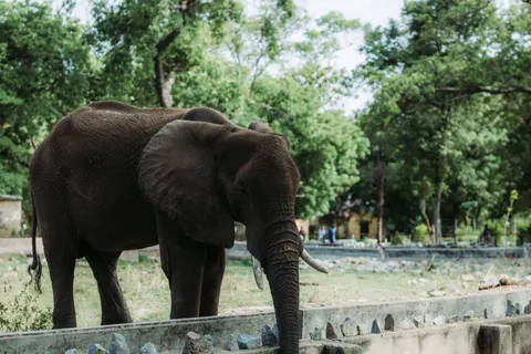 Elephant 4K Wallpaper · animals · 3840×2560