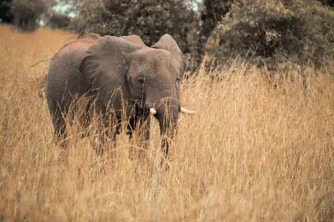 Elephant 4K Wallpaper · animals · 3840×2560