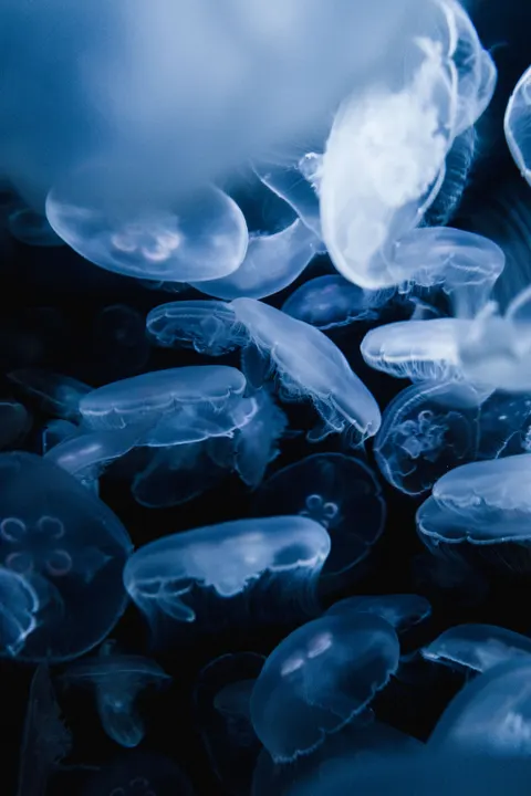Underwater Blue Phone Wallpaper · ocean_v · 1440×2160