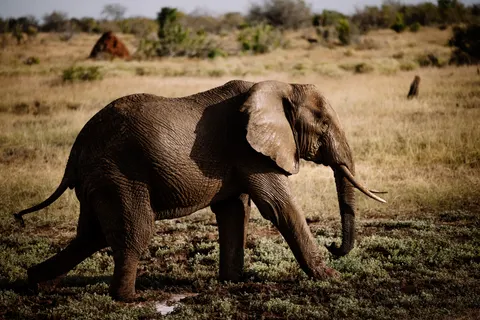 Elephant 4K Wallpaper · animals · 3840×2561