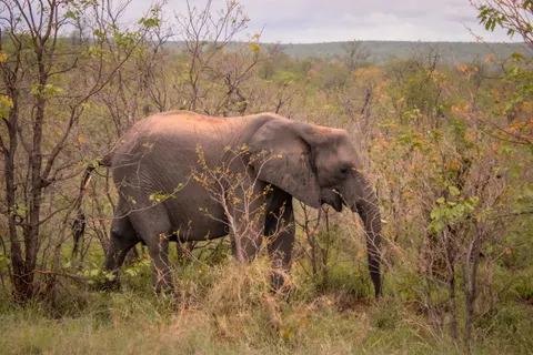Elephant 4K Wallpaper · animals · 3840×2560
