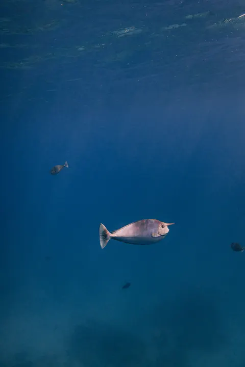 Underwater Blue Phone Wallpaper · ocean_v · 1440×2160