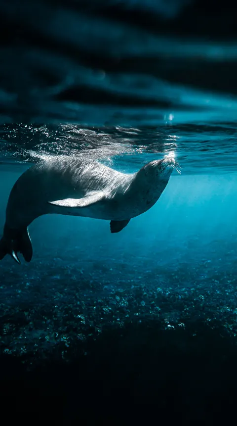 Underwater Blue Phone Wallpaper · ocean_v · 1440×2580