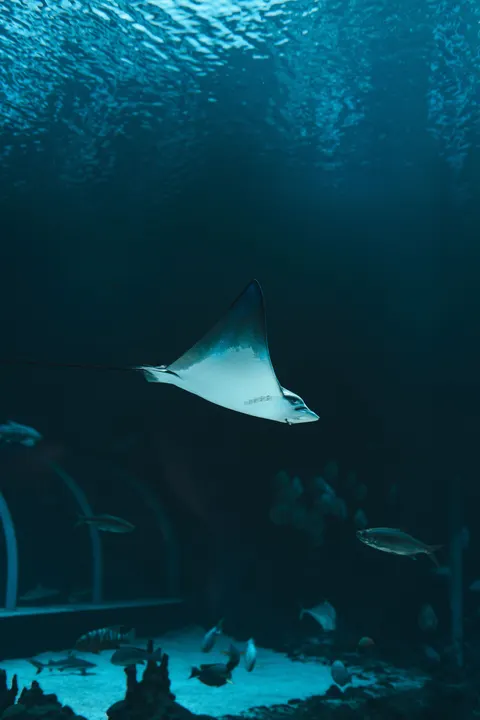 Fond d'écran mobile Bleu Sous-Marin · ocean_v · 1440×2160