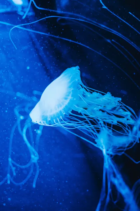 زرقة تحت الماء خلفية للجوال · ocean_v · 1440×2164