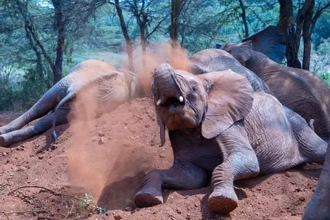 Papel de parede Elefante 4K · animals · 3840×2560