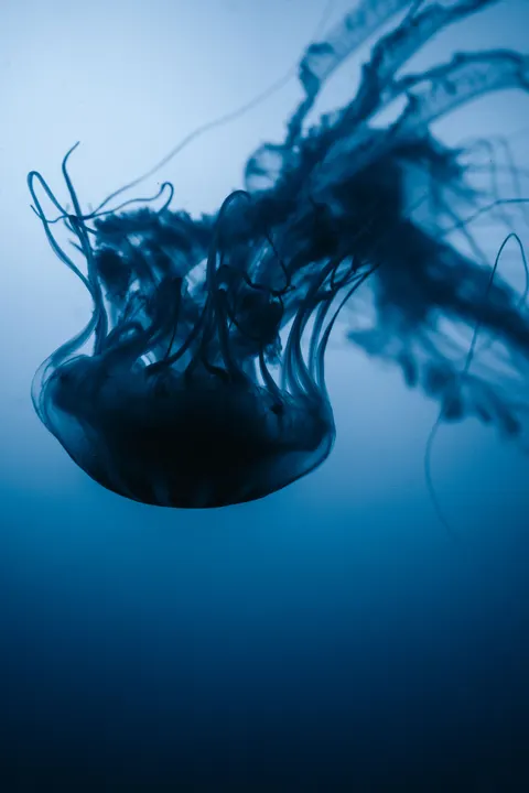 آبی زیر آب والپیپر موبایل · ocean_v · 1440×2160