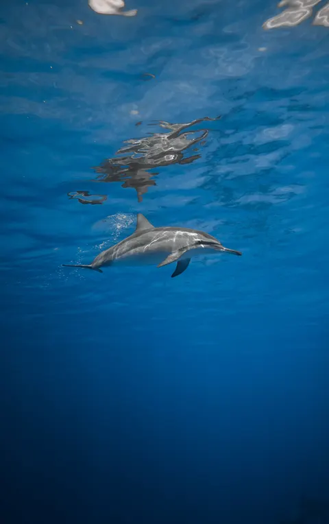 Underwater Blue Phone Wallpaper · ocean_v · 1440×2292