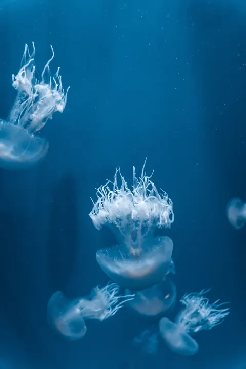 Su Altında Mavi Telefon Duvar Kağıdı · ocean_v · 1440×2159