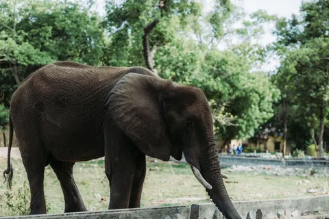Elephant 4K Wallpaper · animals · 3840×2560