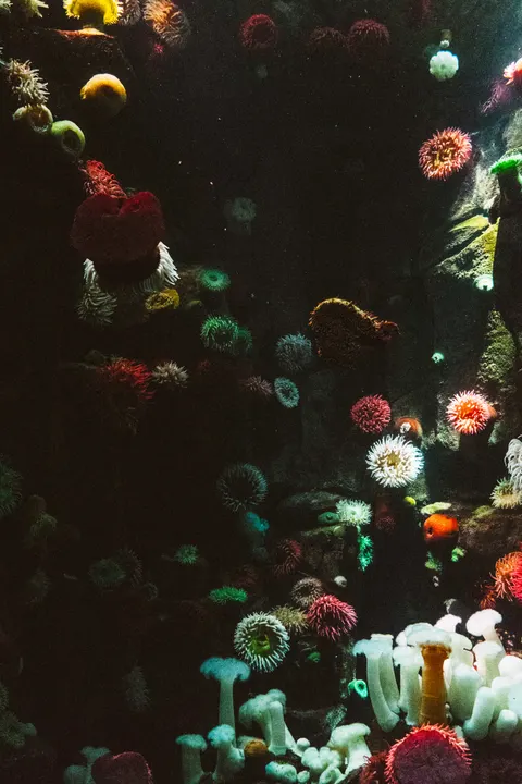 Unterwasserblau Handy-Hintergrundbild · ocean_v · 1440×2160