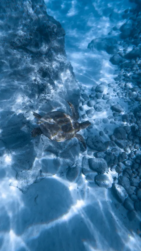 آبی زیر آب والپیپر موبایل · ocean_v · 1440×2561