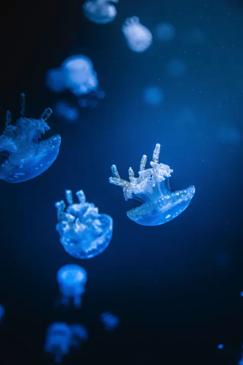 Underwater Blue Phone Wallpaper · ocean_v · 1440×2160