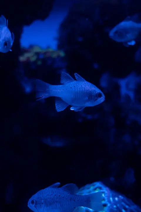 Underwater Blue Phone Wallpaper · ocean_v · 1440×2160