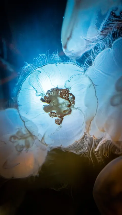 Blu Subacqueo Sfondo per Telefono · ocean_v · 1440×2533
