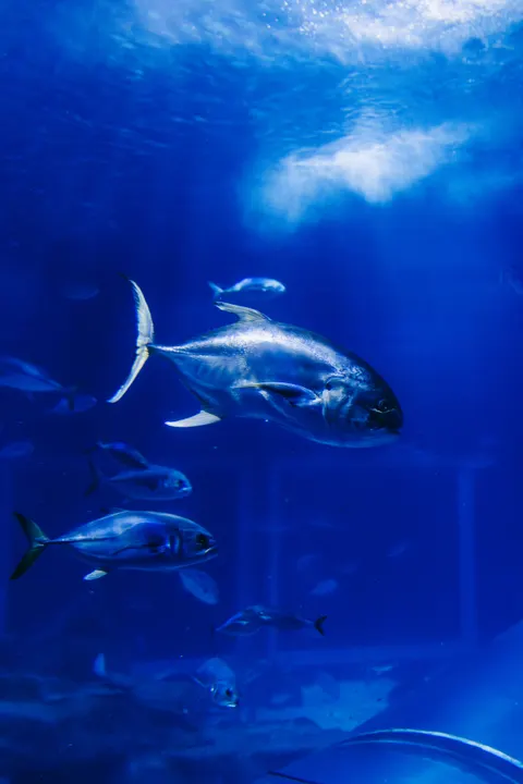 آبی زیر آب والپیپر موبایل · ocean_v · 1440×2159