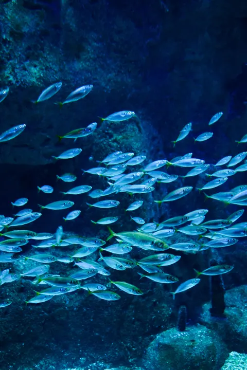 زرقة تحت الماء خلفية للجوال · ocean_v · 1440×2160