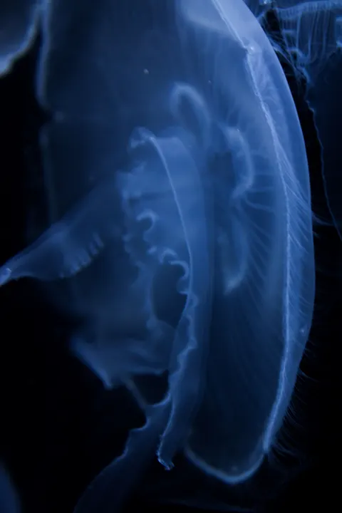 Underwater Blue Phone Wallpaper · ocean_v · 1440×2160