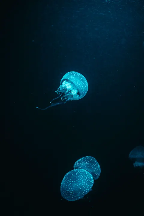 Underwater Blue Phone Wallpaper · ocean_v · 1440×2159