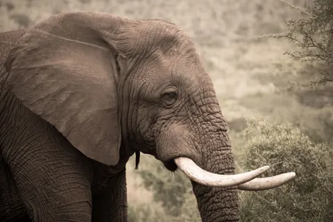 Elephant 4K Wallpaper · animals · 3840×2560