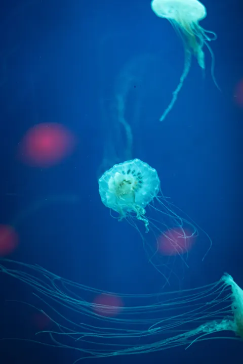 Underwater Blue Phone Wallpaper · ocean_v · 1440×2160
