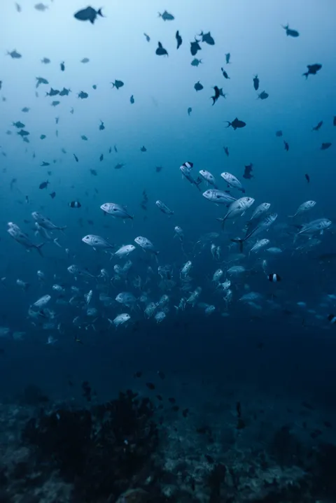 Podwodny błękit Tapeta na Telefon · ocean_v · 1440×2159