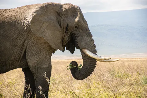 Sfondo Elefante 4K · animals · 3840×2560