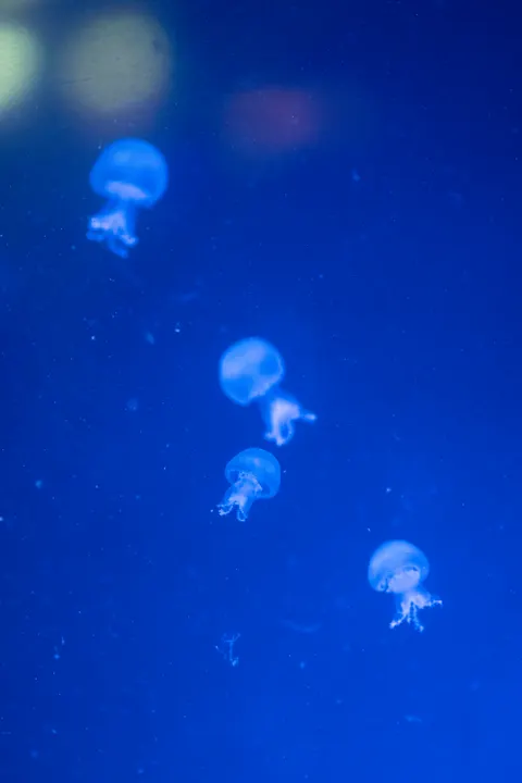 Underwater Blue Phone Wallpaper · ocean_v · 1440×2160