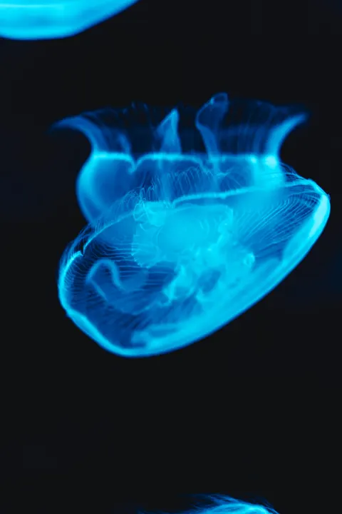 Unterwasserblau Handy-Hintergrundbild · ocean_v · 1440×2160