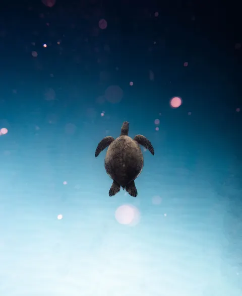Underwater Blue Phone Wallpaper · ocean_v · 1440×1763