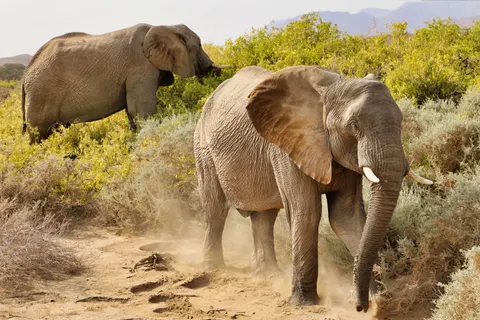 والپیپر فیل با کیفیت 4K · animals · 3840×2560