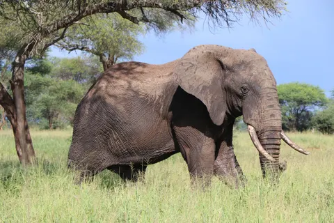 Olifant 4K-achtergrond · animals · 3840×2560